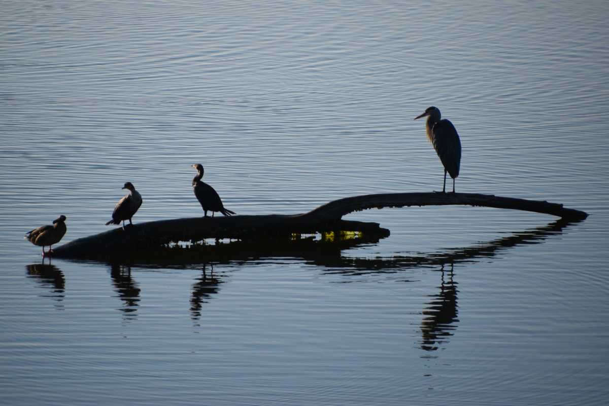 Birds on a log in the ocean