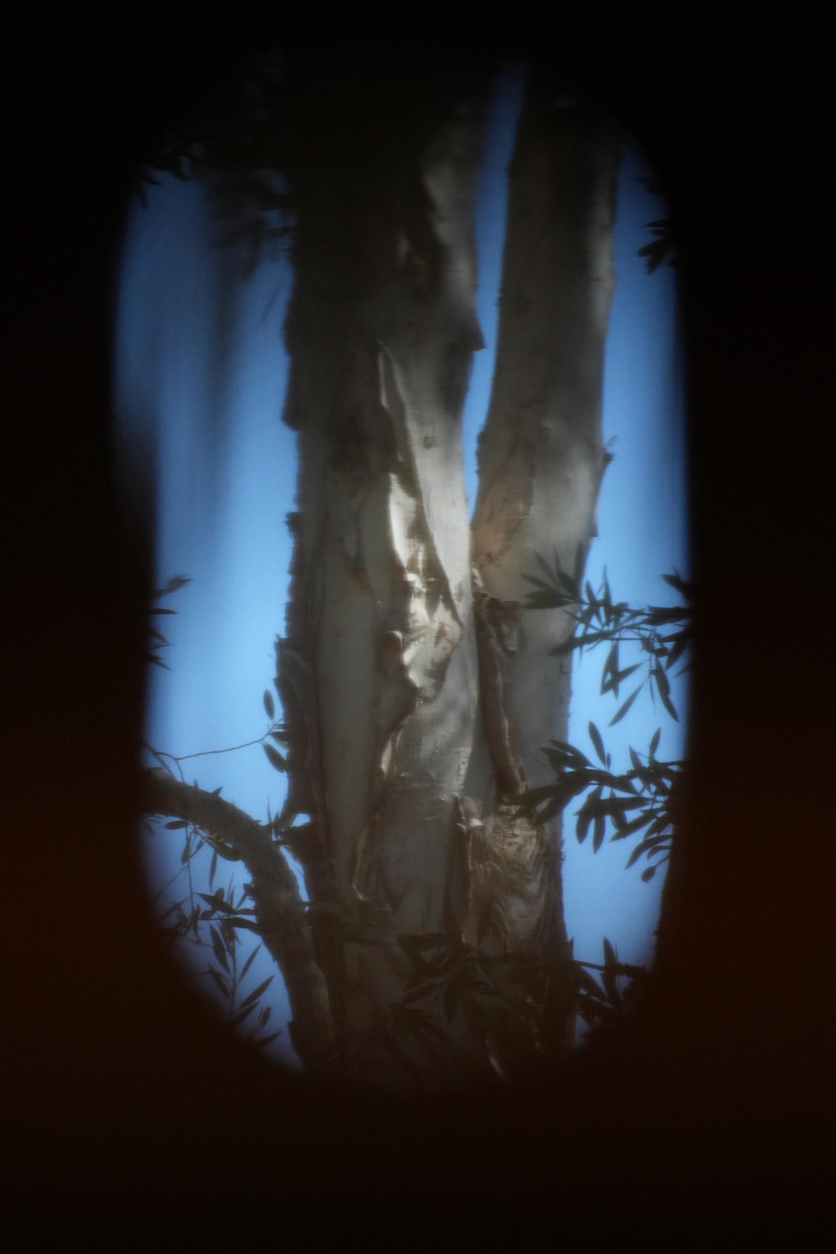 Two paperbark trees/melaleuca quinquenervia through a window blind